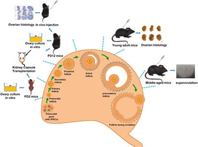 Hormone-Like Effects of 4-Vinylcyclohexene Diepoxide on Follicular Development